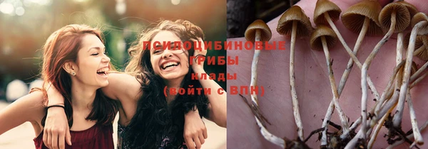PSILOCYBIN Богородицк